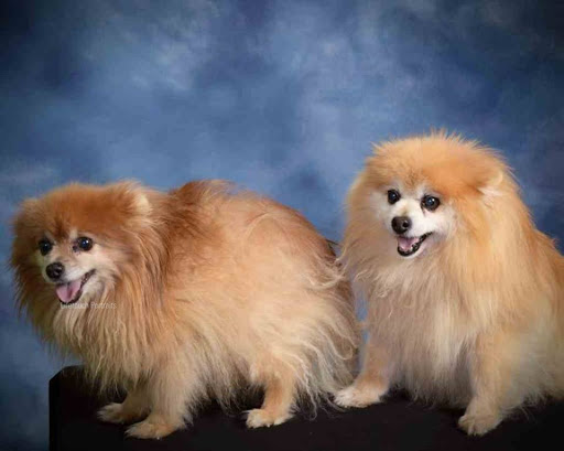 Pet Supply Store «IncrediPet», reviews and photos, 306 Southland Dr, Lexington, KY 40503, USA