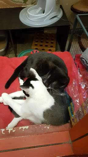 Pet Supply Store «Paddywack», reviews and photos, 15407 Main St #101, Bothell, WA 98012, USA