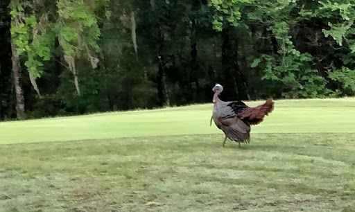 Golf Club «River Ridge Golf Club», reviews and photos, 11022 Tee Time Cir, New Port Richey, FL 34654, USA