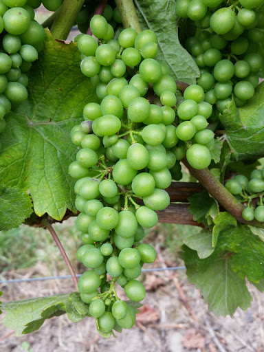 Vineyard «Cristom Vineyards», reviews and photos, 6905 Spring Valley Rd NW, Salem, OR 97304, USA