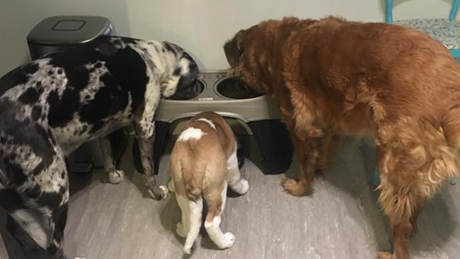 Wags & Whiskers Pet Food, Supplies, & Grooming, 1603 Losey Blvd S, La Crosse, WI 54601, USA, 