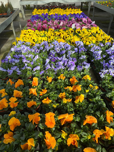 Rezensionen über Blumen Spengler AG in Neuhausen am Rheinfall - Blumengeschäft