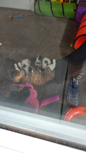 Animal Rescue Service «Motley Zoo Animal Rescue», reviews and photos, 16715 Cleveland St A, Redmond, WA 98052, USA