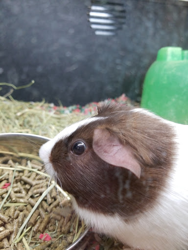 Pet Supply Store «PetSmart», reviews and photos, 620 N West End Blvd, Quakertown, PA 18951, USA