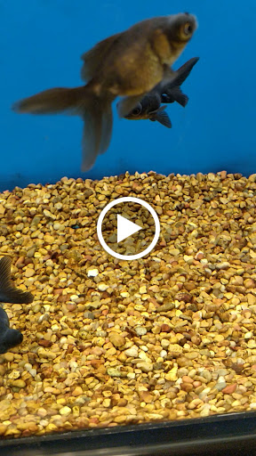 Pet Supply Store «Petco», reviews and photos, 590 E Waterfront Dr, Homestead, PA 15120, USA