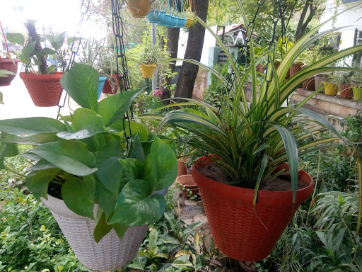 Plant & Flower Shop. Shri Jagdamba Nursery