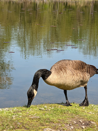 Nature Preserve «Reinstein Woods Nature Preserve», reviews and photos, 93 Honorine Dr, Depew, NY 14043, USA