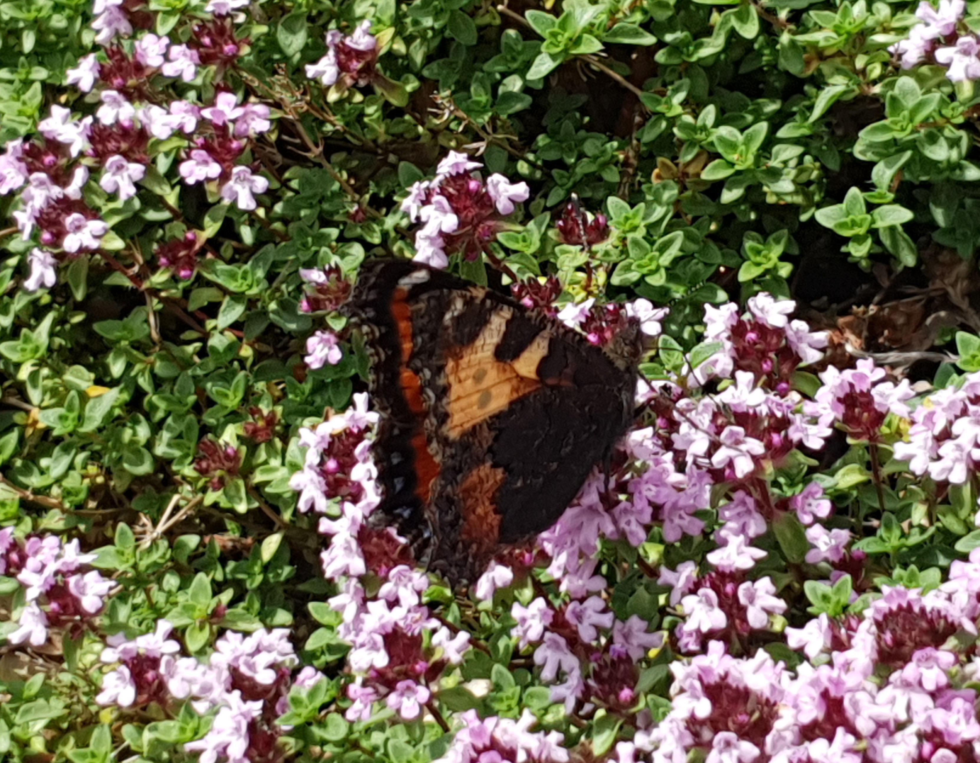 Photo n° 17 de l'avis de SYLVIE.A fait le 29/06/2023 à 20:48