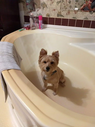 Pet Store «Tender Touch Pet Grooming», reviews and photos, 1902 Old Atlanta Rd, Griffin, GA 30223, USA