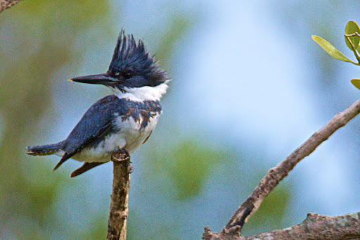 Park «Juno Dunes Natural Area», reviews and photos, 14501 US-1, Juno Beach, FL 33408, USA