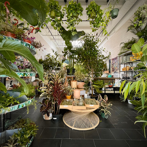 Paraso Plant Studio image