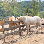 Photo n°7 de l'avis de Maria.e fait le 12/06/2023 à 18:13 sur le  Gasthof Zum Roessl à San Genesio Atesino