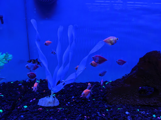 Pet Supply Store «Petco Animal Supplies», reviews and photos, 3454 Palmer Dr #7a, Cameron Park, CA 95682, USA