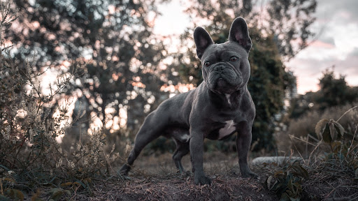 My Pawesome Frenchie
