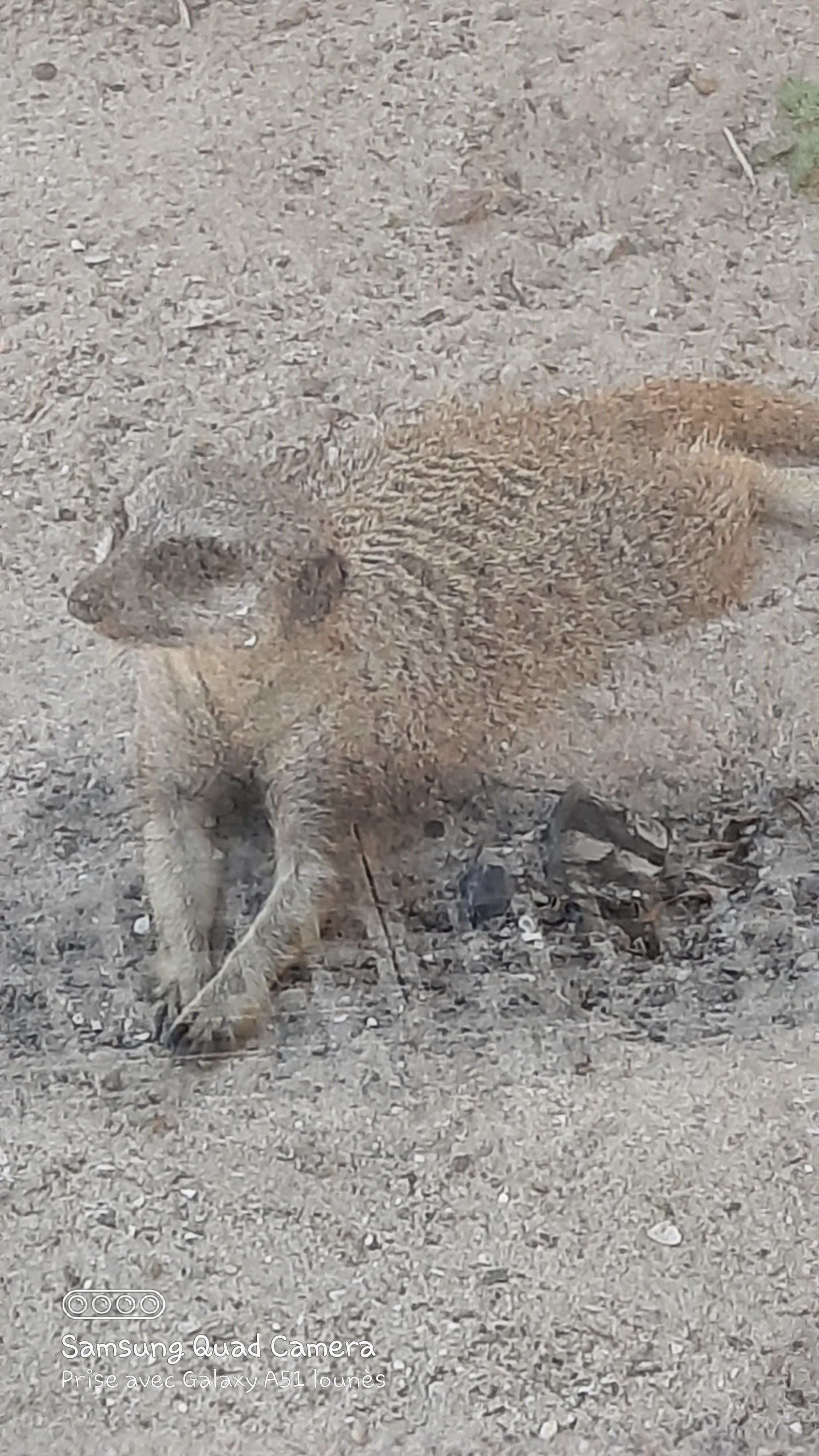 Photo n° 48 de l'avis de Lounes. fait le 02/06/2021 à 21:26