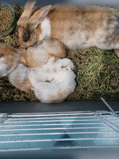 Pet Store «Greenwood Pets & Plants», reviews and photos, 13983 E 9 Mile Rd, Warren, MI 48089, USA