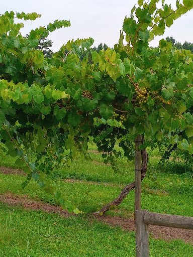 Vineyard «Morgan Creek Vineyards», reviews and photos, 181 Morgan Creek Ln, Harpersville, AL 35078, USA