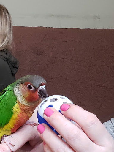 Bird Shop «Parrot & Bird Emporium Inc», reviews and photos, 360 N Westfield St, Feeding Hills, MA 01030, USA