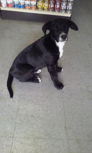 Pet Store «Royalty Pet Store», reviews and photos, 1140 Waterloo Rd #5, Stockton, CA 95215, USA