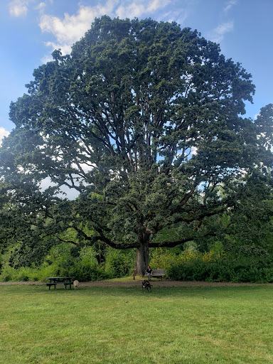 Park «Mary S. Young Park», reviews and photos, 19900 Willamette Dr, West Linn, OR 97068, USA