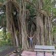 Flowering Tree Park