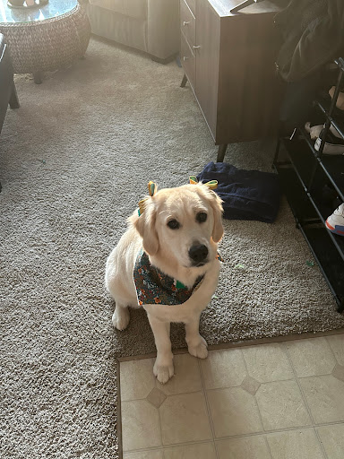 Plus One Dog & Cat Grooming