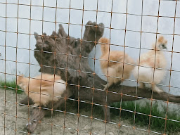 ไก่ซิลกี้บ้านดาบศล
