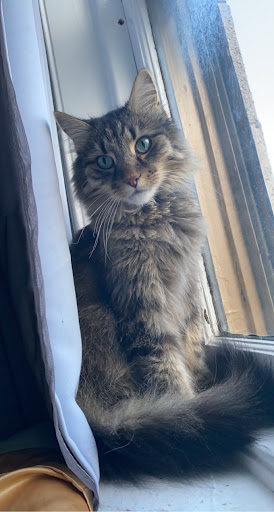 Pet Supply Store «Pet Supplies Plus», reviews and photos, 771 Gap Newport Pike, Avondale, PA 19311, USA