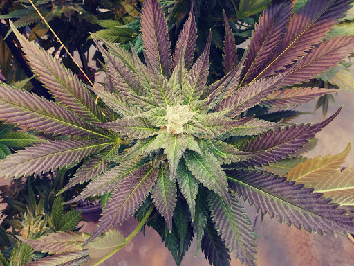 Hotel «My 420 Tours», reviews and photos, 3881 Steele St, Denver, CO 80205, USA