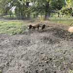Photo n°1 de l'avis de Jens.� fait le 14/08/2021 à 08:32 sur le  Die Sauhütte - Corvin Duhme à Hipstedt