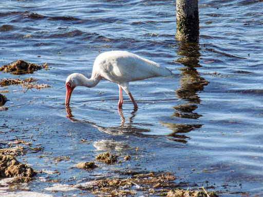 Park «C.B. Smith Park», reviews and photos, 900 N Flamingo Rd, Pembroke Pines, FL 33028, USA