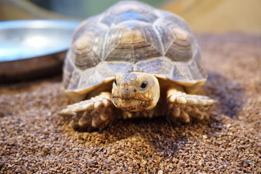 Pet Store «Forever Pets Inc», reviews and photos, 1030 Basse Rd, San Antonio, TX 78212, USA