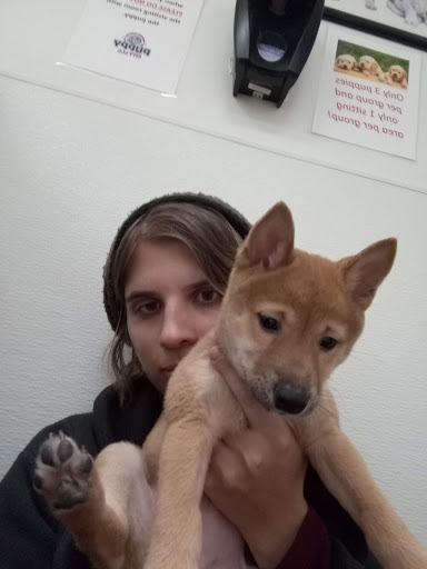 Pet Store «Puppy City», reviews and photos, 3343 Valley Pike, Winchester, VA 22602, USA