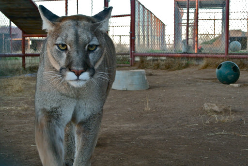 Research Institute «Center For Animal Research and Education (CARE)», reviews and photos, 245 Co Rd 3422, Bridgeport, TX 76426, USA