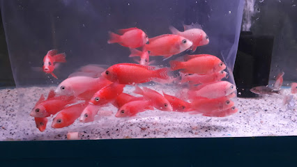 Smile Fish (Aquarium)