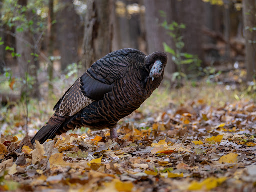 Nature Preserve «Stage Nature Center», reviews and photos, 6685 Coolidge Hwy, Troy, MI 48098, USA