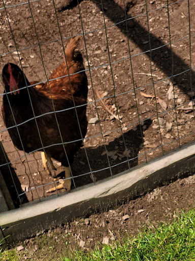 Zoo «The Petting Zoo at Breezeway Farm», reviews and photos, 161 Anawana Lake Road, Monticello, NY 12701, USA