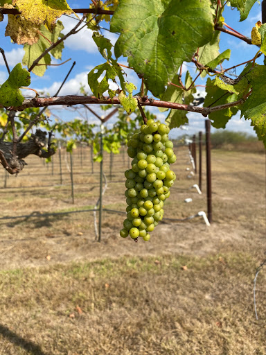 Winery «Texas SouthWind Vineyard & Winery, LLC», reviews and photos, 16375 US-183, Refugio, TX 78377, USA