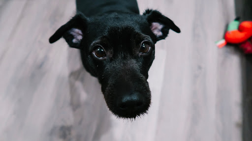 Pet Supply Store «Petco Animal Supplies», reviews and photos, 2434 W Brandon Blvd, Brandon, FL 33511, USA