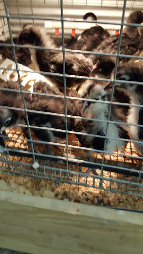 Hardware Store «Buchheit of House Springs», reviews and photos, 4550 Gravois Rd, House Springs, MO 63051, USA