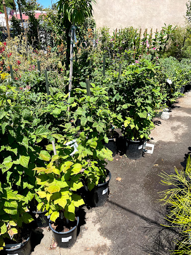 Plant Nursery «San Gabriel Nursery & Florist», reviews and photos, 632 S San Gabriel Blvd, San Gabriel, CA 91776, USA