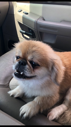 Pet Supply Store «Petco Animal Supplies», reviews and photos, 3055 Columbia Blvd #117, Titusville, FL 32780, USA