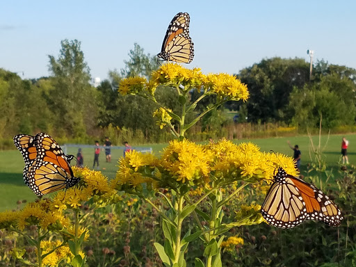 Park «Hampe Park», reviews and photos, 297 W Lies Rd, Carol Stream, IL 60188, USA