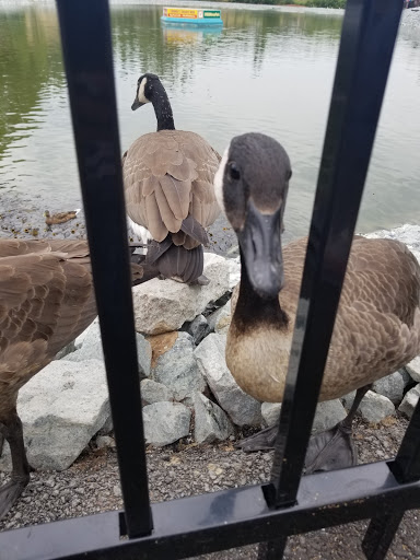 Amusement Park «Wild Waves Theme & Water Park», reviews and photos, 36201 Enchanted Pkwy S, Federal Way, WA 98003, USA