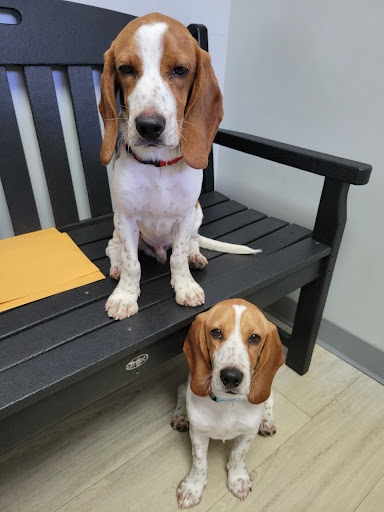 Westgate Animal Clinic image