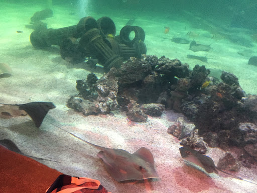 Aquarium «SeaQuest Interactive Aquarium Las Vegas», reviews and photos, 3528 S Maryland Pkwy #340, Las Vegas, NV 89169, USA