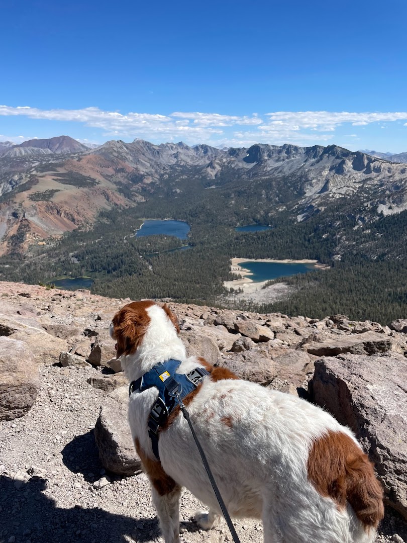 Mammoth Dog Walkers