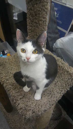 Pet Supply Store «PetSmart», reviews and photos, 1705 Mall of Georgia Blvd, Buford, GA 30519, USA