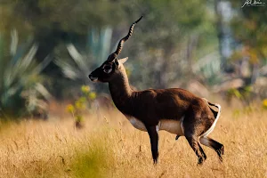 Jayamangali Black Buck Conservation Reserve image