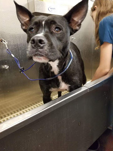 Pet Supply Store «Pet Supplies Plus», reviews and photos, 8717 Ridgeland Ave, Oak Lawn, IL 60453, USA